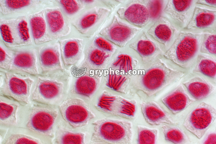Mitoses de cellules de racine d'Ail - vue 1 - coloration Feulgen x160 - gryphea.com